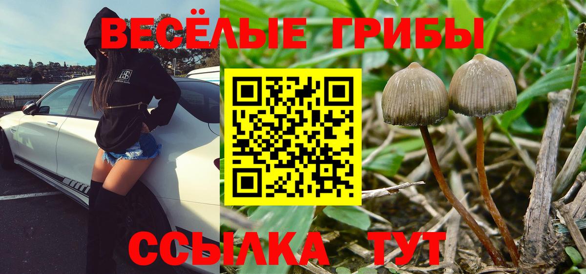 Псилоцибиновые грибы мухоморы Избербаш